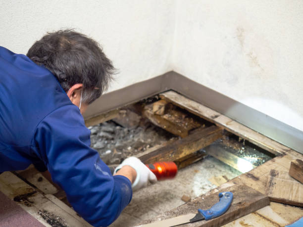 Best Residential Mold Removal  in Oakton, VA