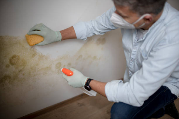 Best Same-Day Mold Removal  in Oakton, VA