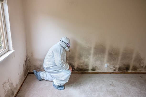 Professional Mold Removal in Oakton, VA