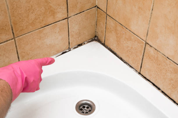 Best Affordable Mold Removal  in Oakton, VA