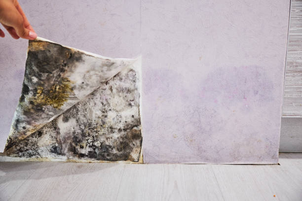 Best Home Mold Removal  in Oakton, VA